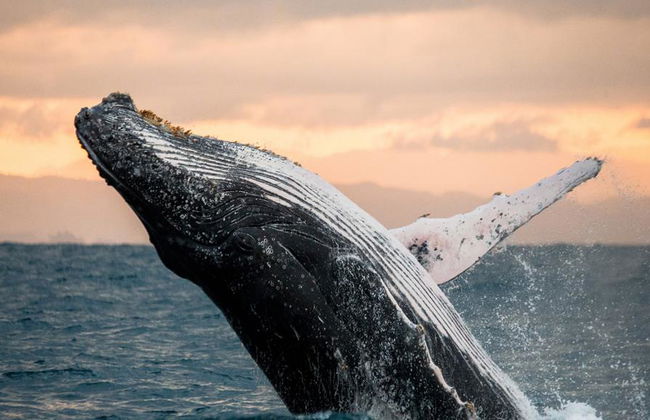 Go City All-Inclusive Pass: San Diego - Acesso a mais de 45 atracções - Foto 7