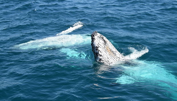Whale Watching in Moreton Bay - Photo 2