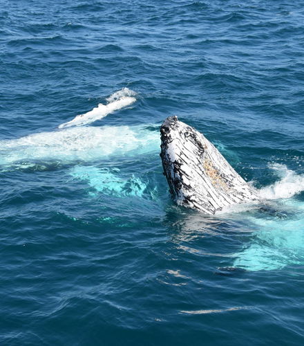 Photo – Whale Watching in Moreton Bay