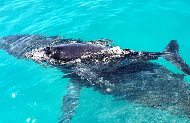 Avistamiento de ballenas en la bahía Moreton - Foto 4