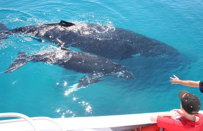 Avistamiento de ballenas en la bahía Moreton - Foto 6