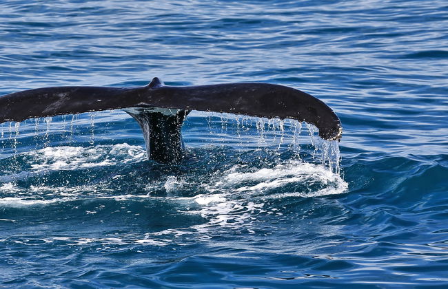 Avistamiento de ballenas en la bahía Moreton - Foto 7