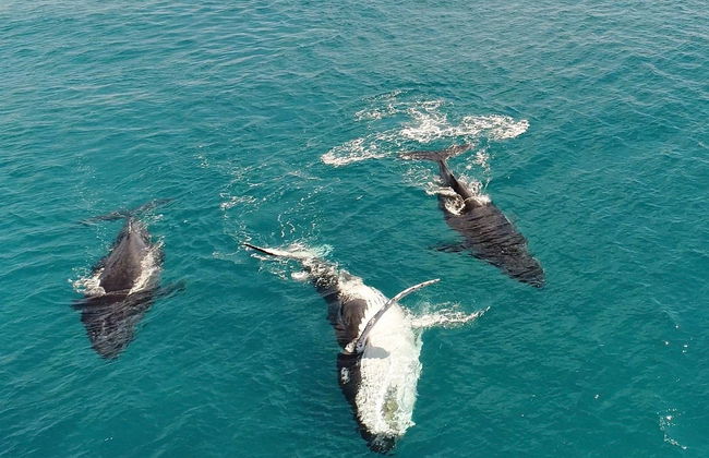 Avistamiento de ballenas en la bahía Moreton - Foto 5