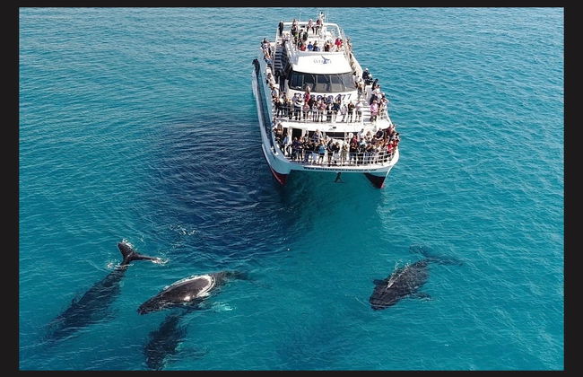 Avistamiento de ballenas en la bahía Moreton - Foto 3