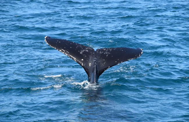 Whale Watching in Moreton Bay - Photo 1