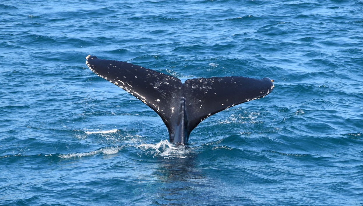 Whale Watching in Moreton Bay - Photo 1