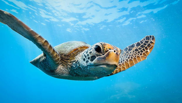 Power Snorkelling - Foto 3