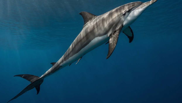 Power Snorkelling - Foto 5