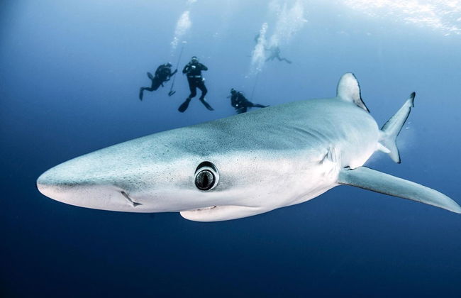 Plongée avec des requins sur l'île de Faial - Photo 1