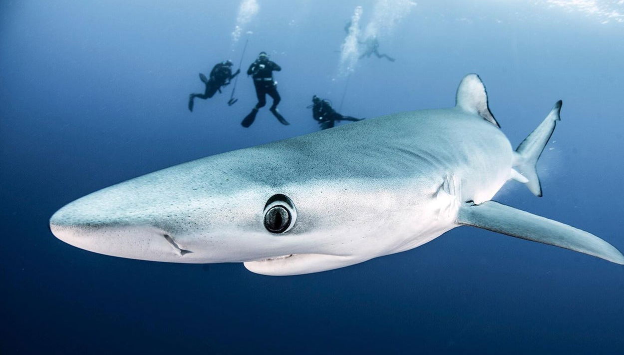 Plongée avec des requins sur l'île de Faial - Photo 1