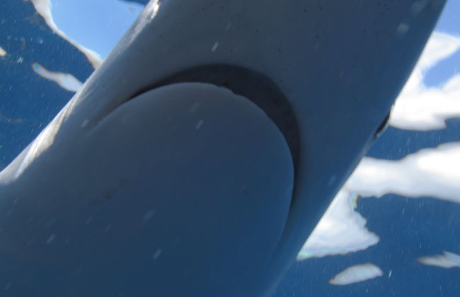 Plongée avec des requins sur l'île de Faial - Photo 4