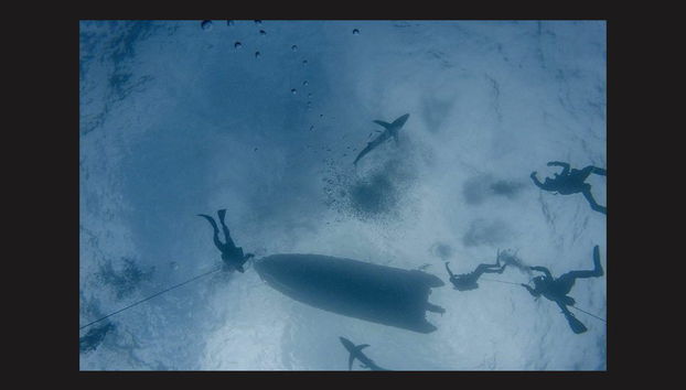 Plongée avec des requins sur l'île de Faial - Photo 3