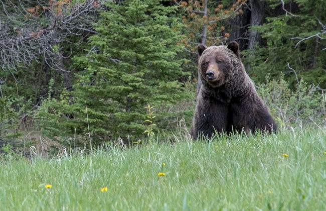 Excursión a un refugio de osos grizzly - Foto 8