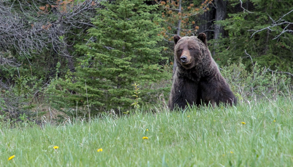 Excursión a un refugio de osos grizzly