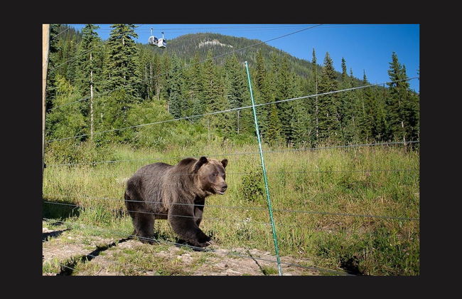 Excursión a un refugio de osos grizzly - Foto 5