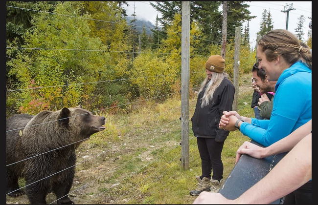 Excursión a un refugio de osos grizzly - Foto 2