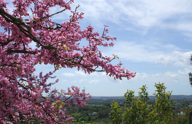 Cisternino Private Guided Tour - Photo 2