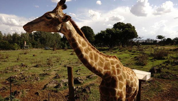 Excursion au Lion Safari Park - Photo 2