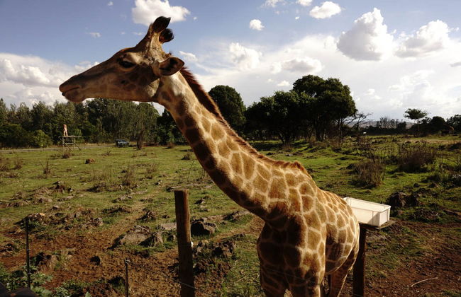 Lion Safari Park + Village Culturel de Lesedi - Photo 2