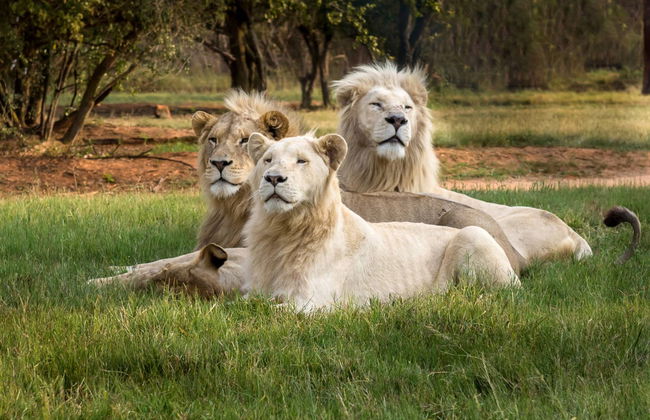 Lion Safari Park + Village Culturel de Lesedi - Photo 1