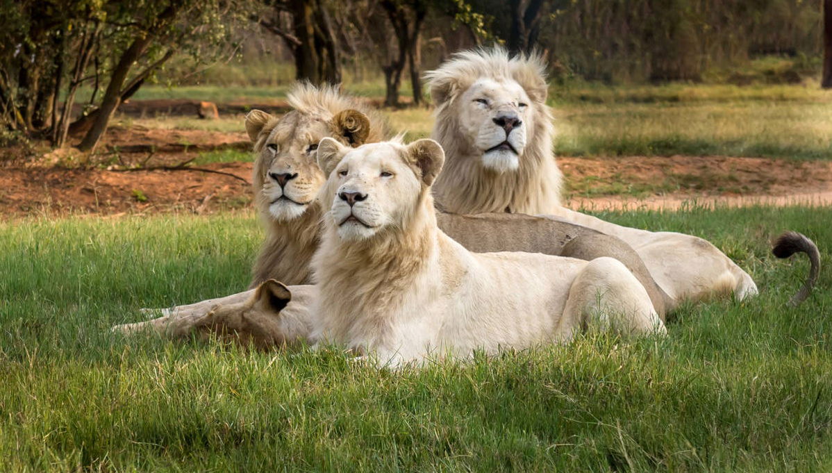 Lion Safari Park + Village Culturel de Lesedi - Photo 1