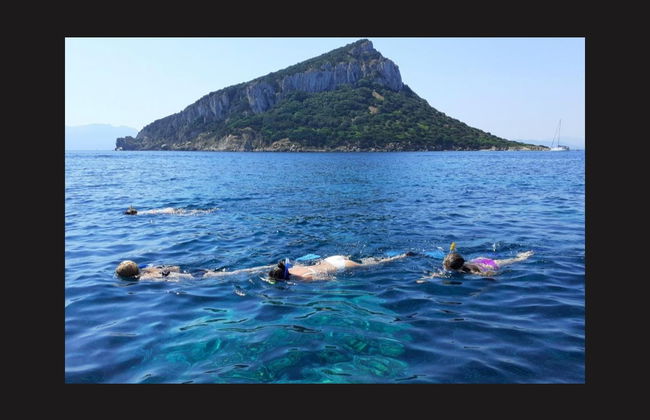 Figarolo Island Dolphin Sighting Tour - Photo 4