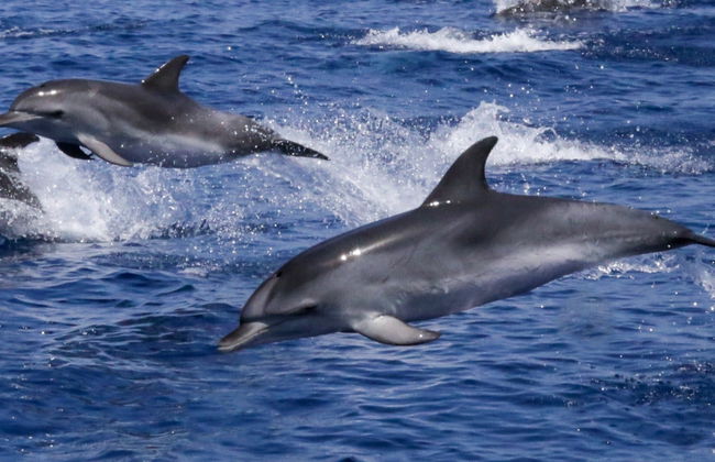 Figarolo Island Dolphin Sighting Tour - Photo 8
