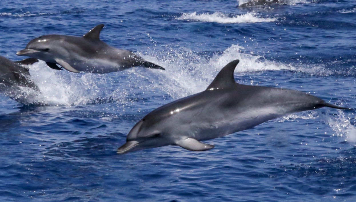 Figarolo Island Dolphin Sighting Tour - Foto 1