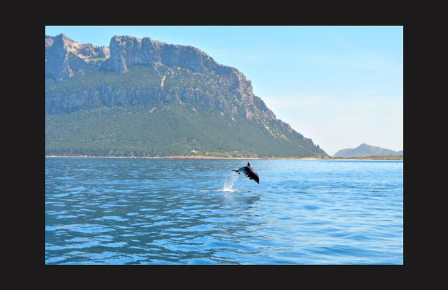 Figarolo Island Dolphin Sighting Tour - Photo 6