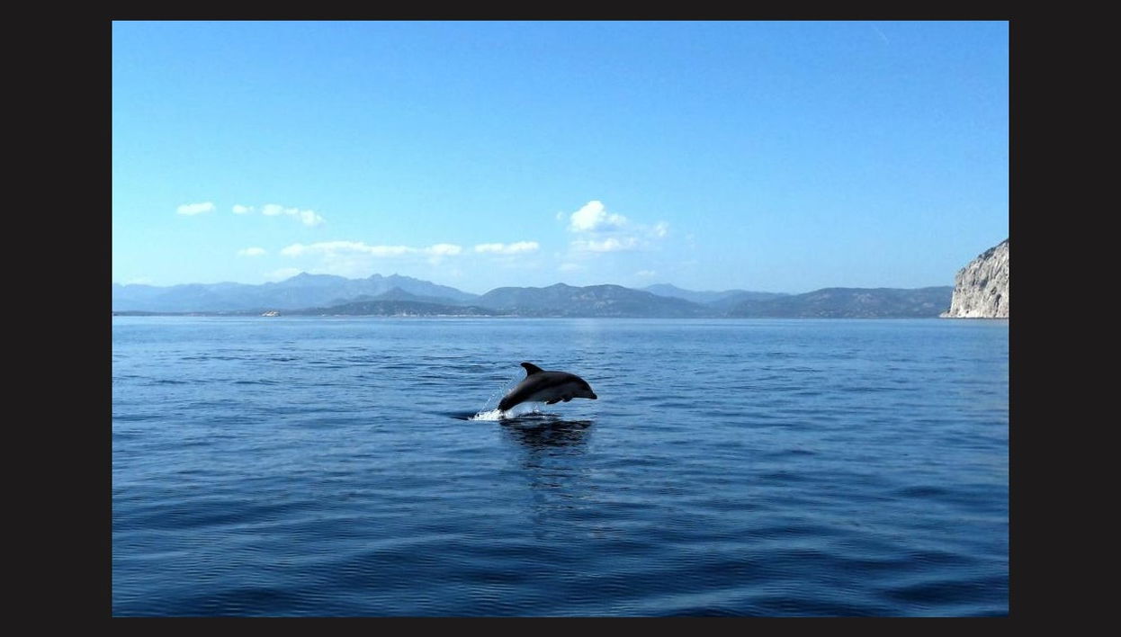 Avistamento de golfinhos na ilha de Figarolo - Foto 1