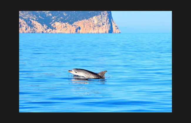 Figarolo Island Dolphin Sighting Tour - Photo 5