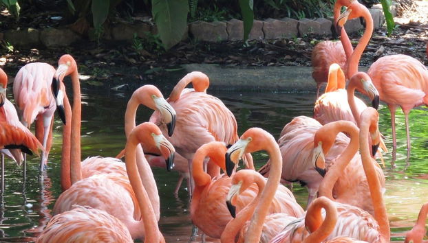 Lado brasileño de las Cataratas del Iguazú + Parque das Aves - Foto 5