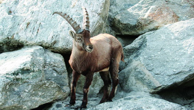 Alpenzoo Entrance Ticket + Innsbruck Cable Car - Photo 2