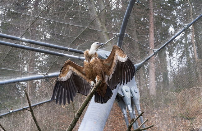 Alpenzoo Entrance Ticket + Innsbruck Cable Car - Foto 1