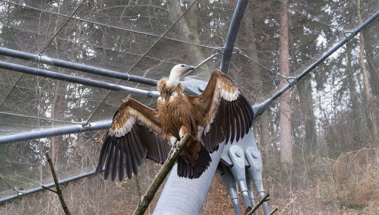 Alpenzoo Entrance Ticket + Innsbruck Cable Car - Photo 1