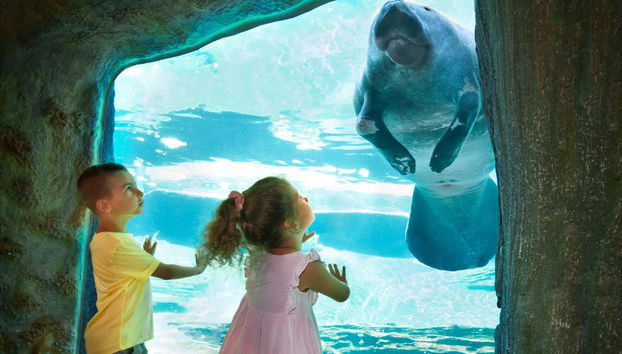 Lamantin au ZooTampa