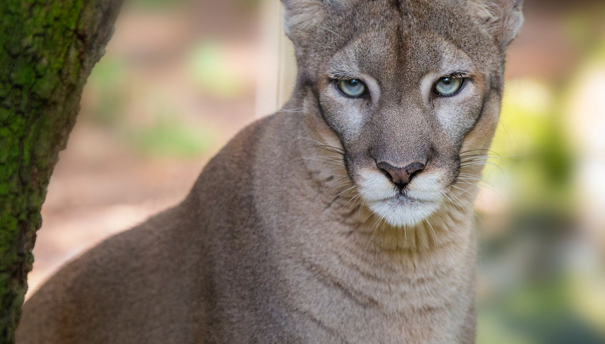 Billet pour le ZooTampa