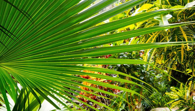 Day Trip to Cienfuegos Botanical Garden - Photo 3