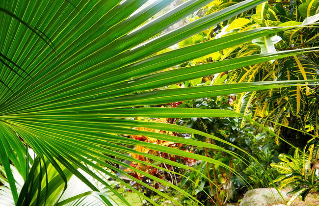 Escursione al Giardino Botanico di Cienfuegos - Foto 3