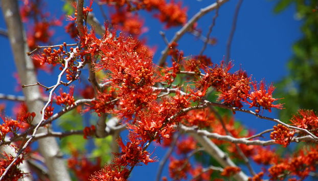 Day Trip to Cienfuegos Botanical Garden - Photo 2