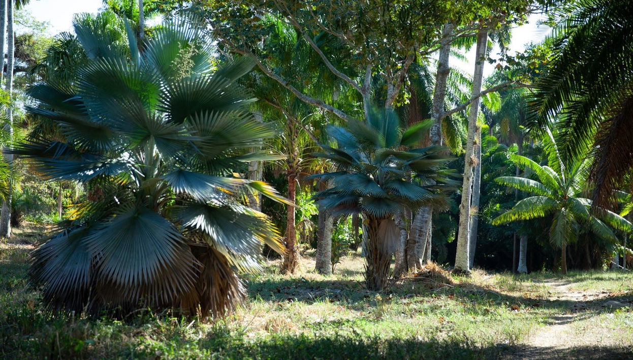 Day Trip to Cienfuegos Botanical Garden - Photo 1