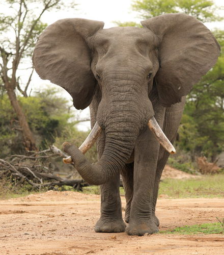 Foto de Safari de 4 días por el Parque Nacional Kruger