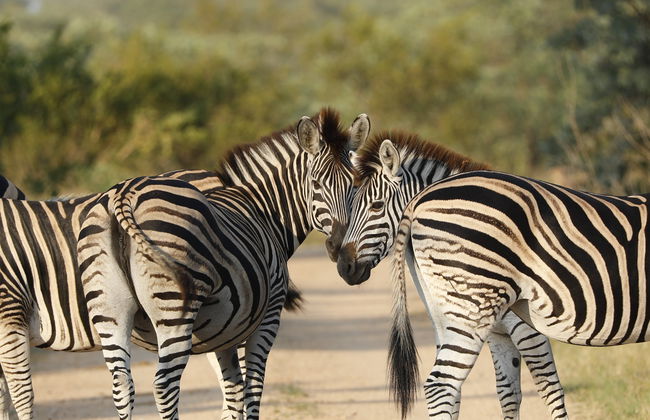 Safari de 3 días por el Parque Nacional Kruger - Foto 11