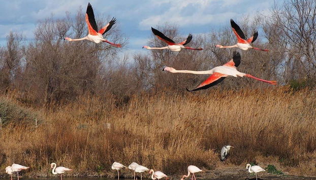 Escursione a Camargue, Saintes Maries de la Mer e Aigues-Mortes - Foto 2