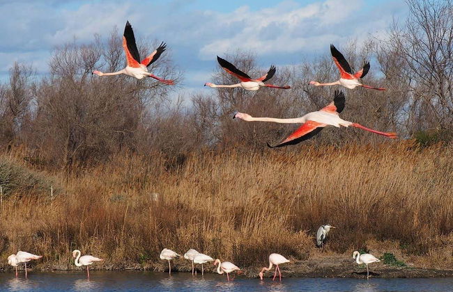 Escursione a Camargue, Saintes Maries de la Mer e Aigues-Mortes - Foto 2