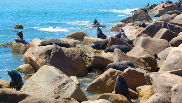 Excursión privada a Cabo Polonio - Foto 2