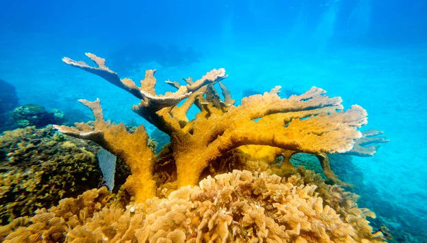 Snorkel en San Andrés - Foto 5