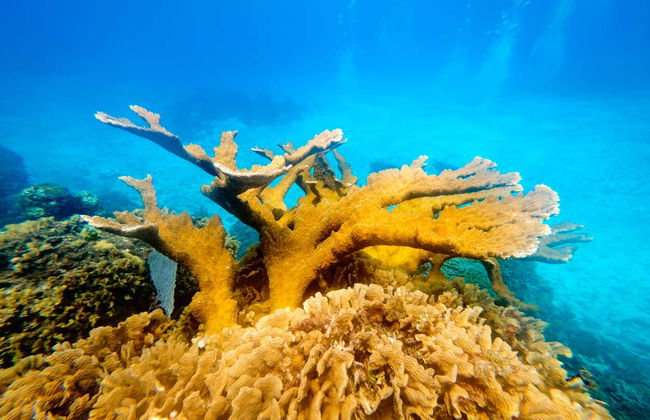 Snorkel en San Andrés - Foto 5