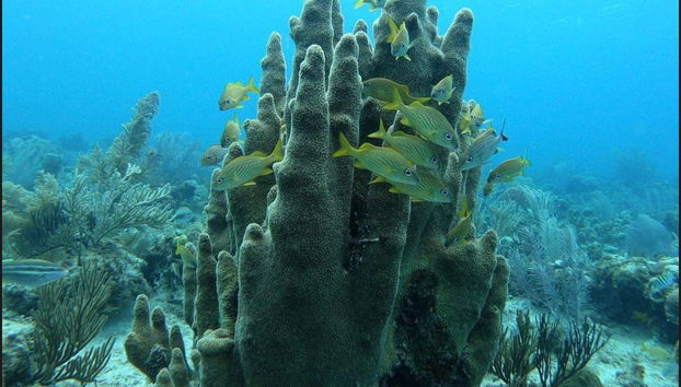 Bautismo de buceo en San Andrés - Foto 2