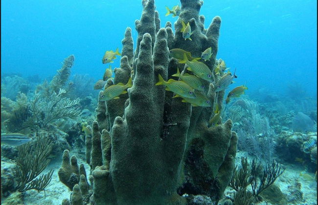 Bautismo de buceo en San Andrés - Foto 2